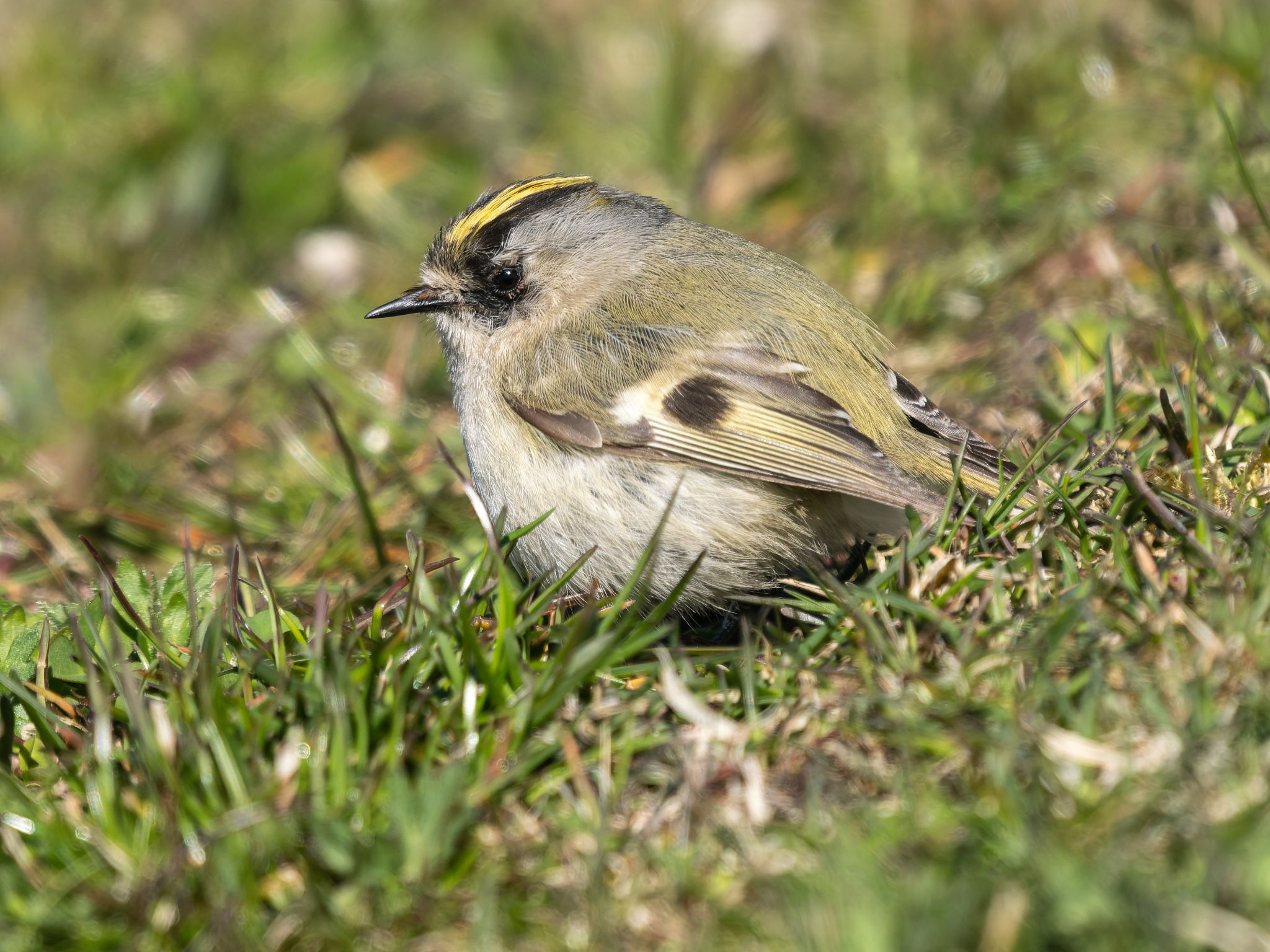 349 260424 1530 H  1HR5375 DxO DeepPRIME 3